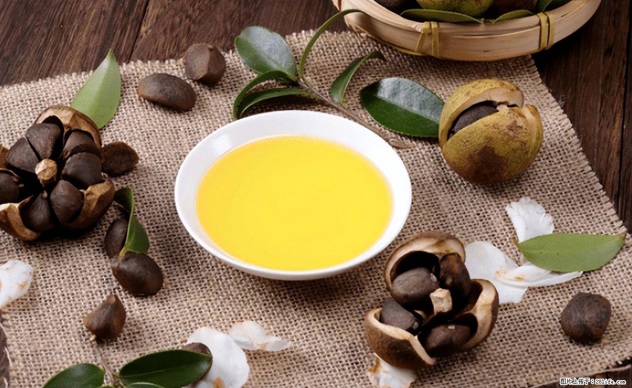 揭秘茶油的5大核心营养成分！被称为人体健康的“守护盾”！ - 玉林生活资讯 - 玉林28生活网 yulin.28life.com