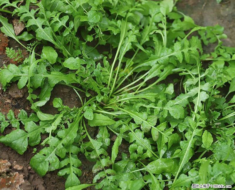 这些蔬菜是“天然钙片”，这6种被医生重点推荐 - 玉林生活资讯 - 玉林28生活网 yulin.28life.com