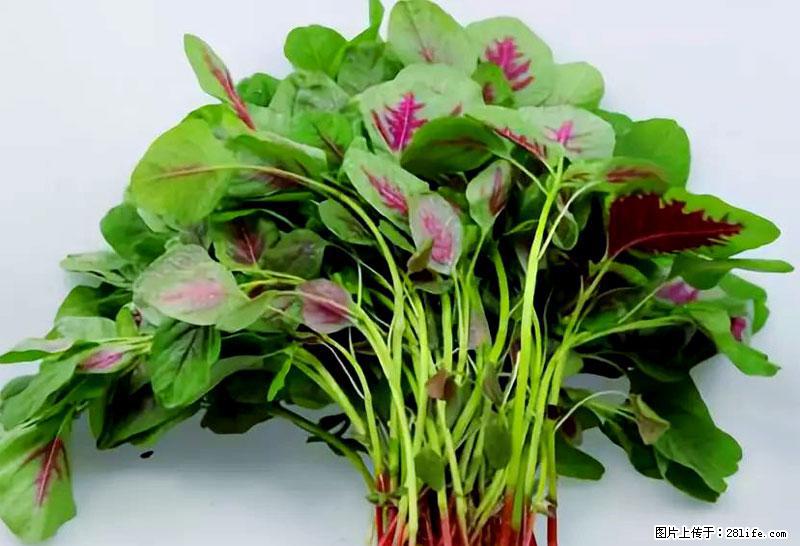 这些蔬菜是“天然钙片”，这6种被医生重点推荐 - 玉林生活资讯 - 玉林28生活网 yulin.28life.com