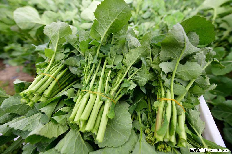 这些蔬菜是“天然钙片”，这6种被医生重点推荐 - 玉林生活资讯 - 玉林28生活网 yulin.28life.com